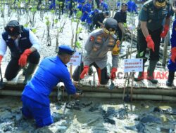HUT Korp Brimob ke – 78 dan Polairud ke – 73, Kapolda Jatim Restorasi Hutan Mangrove Tanam 18.300 Bibit