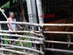 Mbah Miseri Meski Jadi Kepala Desa Tetap Cari Rumput Karena Sudah Terbiasa Dari Usia Muda