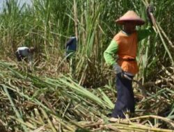 Untuk Tingkatkan Produksi Tebu Dan Gula Ini Yang Dilakukan Dinas Pertanian Kabupaten Jombang