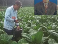 Dinas Pertanian Kabupaten Jombang Dukung Peningkatan Penghasilan Petani Tembakau 