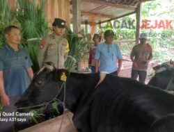 Kelompok Ternak Dusun Carangwulung Terima 8 Ekor Bantuan Sapi Hibah Begini Ungkapan Para Anggotanya