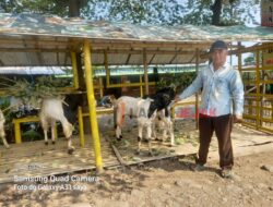 Sambil Pasarkan Kopi Asli Wonosalam Cak Slamet Siapkan Hewan Qurban Harga Terjangkau 
