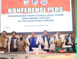 Penegakan Hukum Tegas untuk Perdagangan Benih Lobster Ilegal di Lampung