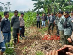 KPH Jombang Lakukan Pembongkaran Tanaman Tebu Ilegal Di Petak 52c RPH Lebakjabung ini Alasanya