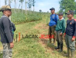 Asper BKPH Gedangan KPH Jombang Bongkar Tebu Milik Seorang Kepala Desa Ini Tujuannya