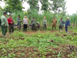 Secara Keberlanjutan KPH Jombang Lakukan Pembongkaran Tanaman Tebu Ilegal Dalam Kawasan Hutan 