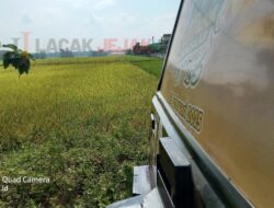 Prediksi Dinas Pertanian Kabupaten Jombang Ada 21 Ribu Hektar Padi Siap Panen Raya Pada Maret 2025 By Data