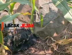 Ditemukan Mayat Tanpa Identitas Dalam Kondisi Membusuk di Kawasan Hutan RPH Sumberjo BKPH Jabung Begini Awalnya 
