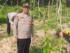 Manfaatkan Lahan Produktif, Kapolsek Kudu Tinjau Progres Pertumbuhan Tanaman Uwi Ungu