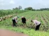 Bhabinkamtibmas Polsek Megaluh Dukung Ketahanan Pangan dengan Kegiatan Pengecekan Pertumbuhan Tanaman Jagung