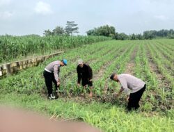 Bhabinkamtibmas Polsek Megaluh Dukung Ketahanan Pangan dengan Kegiatan Pengecekan Pertumbuhan Tanaman Jagung
