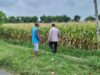 Bhabinkamtibmas Polsek Ngoro Pantau Tanaman Jagung di Lahan Ketahanan Pangan