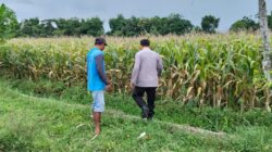 Bhabinkamtibmas Polsek Ngoro Pantau Tanaman Jagung di Lahan Ketahanan Pangan
