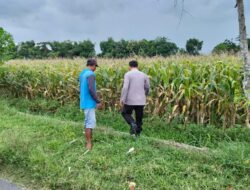 Bhabinkamtibmas Polsek Ngoro Pantau Tanaman Jagung di Lahan Ketahanan Pangan