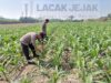 Polsek Jogoroto Pantau Perkembangan Tanaman Jagung, Dukung Ketahanan Pangan Nasional