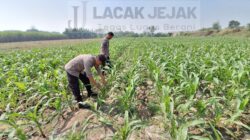 Polsek Jogoroto Pantau Perkembangan Tanaman Jagung, Dukung Ketahanan Pangan Nasional