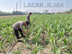 Polsek Jogoroto Pantau Perkembangan Tanaman Jagung, Dukung Ketahanan Pangan Nasional