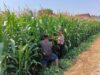 Polsek Tembelang Dampingi Petani Jagung, Dukung Program Ketahanan Pangan Nasional