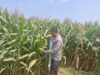 Bhabinkamtibmas Polsek Mojoagung Lakukan Peninjauan Lahan Tanaman Jagung di Desa Betek