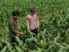 Bhabinkamtibmas Polsek Perak Dampingi Warga Dukung Program Ketahanan Pangan