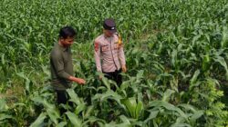 Bhabinkamtibmas Polsek Perak Dampingi Warga Dukung Program Ketahanan Pangan