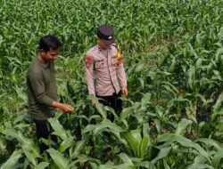 Bhabinkamtibmas Polsek Perak Dampingi Warga Dukung Program Ketahanan Pangan