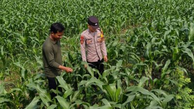 Bhabinkamtibmas Polsek Perak Dampingi Warga Dukung Program Ketahanan Pangan