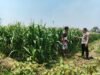 Polsek Ngusikan Berkolaborasi dengan Petani Wujudkan Ketahanan Pangan