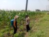 Bhabinkamtibmas Polsek Plandaan Monitoring Tanaman Jagung Dukung Ketahanan Pangan Nasional