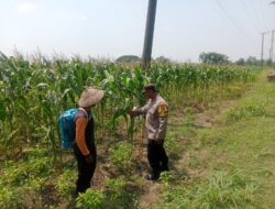 Bhabinkamtibmas Polsek Plandaan Monitoring Tanaman Jagung Dukung Ketahanan Pangan Nasional