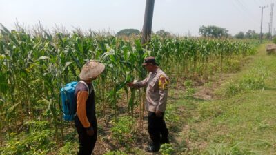 Bhabinkamtibmas Polsek Plandaan Monitoring Tanaman Jagung Dukung Ketahanan Pangan Nasional